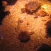 sealife06-07_jpg