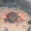 sealife06-10_jpg