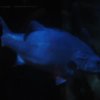 sealife06-22_jpg
