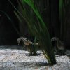 sealife06-26_jpg
