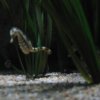 sealife06-27_jpg