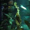 sealife06-40_jpg