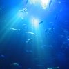 sealife06-49_jpg